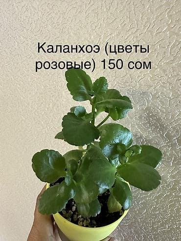 Комнатные растения: Укоренённые черенки от 150 до 350 сомов — 4