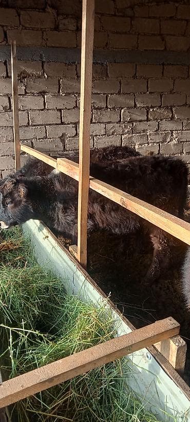 Кемирүүчүлөр: Сатам | Кунаажын | Аргын | Бордоп семиртүү үчүн | Асыл тукумдуу — 10