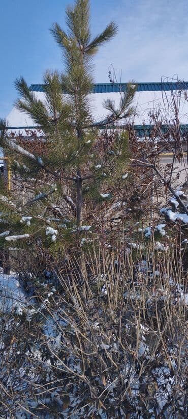 газон под ключ: Саженцы деревьев: Сосны — 1