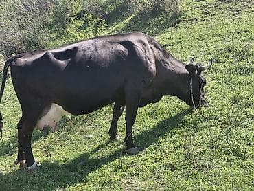 Продаю | Корова (самка) | Для молока