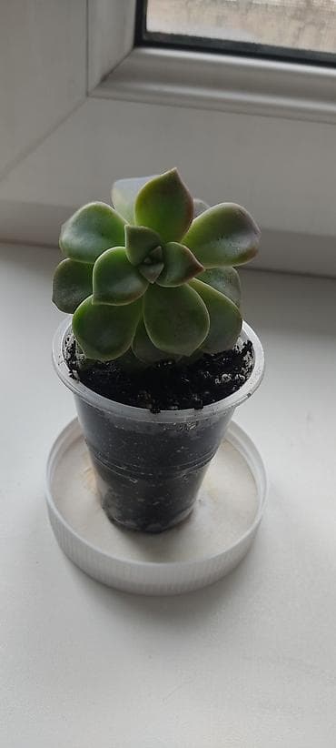 Бюро находок: Меняю на Сникерс 
Традесканция и эхеверия, пересажены в гороший грунт — 2