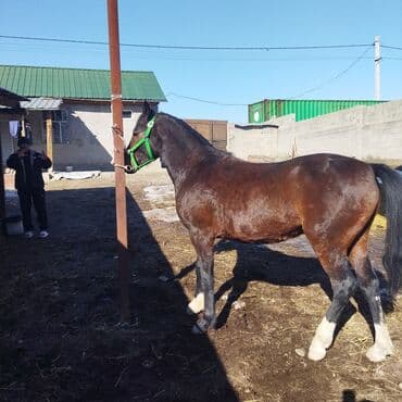 купить рабочую охотничью собаку: Сатам | Жылкы (эркек) | Жумушка — 4
