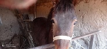 жирныйе жеребец: Продаю | Кобыла (самка) | Для разведения — 1