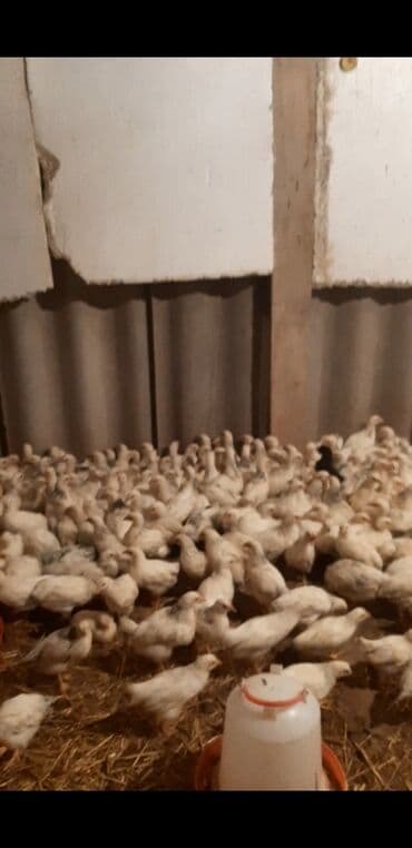 наполнитель для животных: Продаю | Цыплята, Инкубационные яйца | Кучинская, Суссекс | Для разведения, Несушки — 6