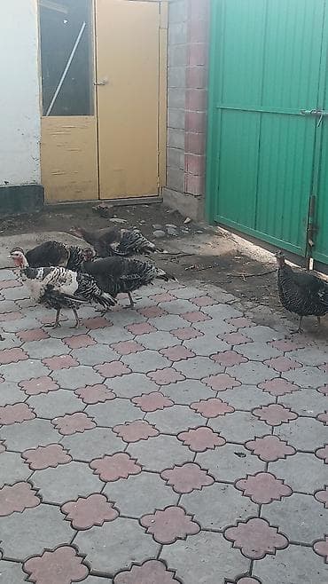 Продаю | Индюшата | Для разведения