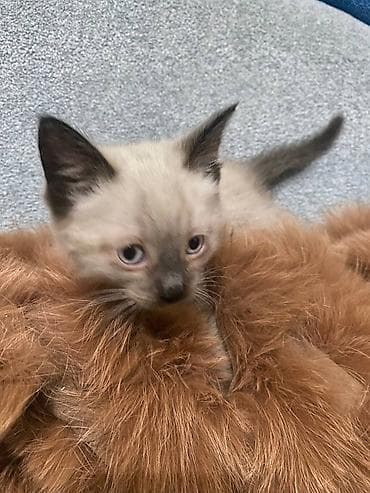 Продажа кошек: Котёнок с редким сиамским окрасом (колор-пойнт) Порода " Тайская" - — 3