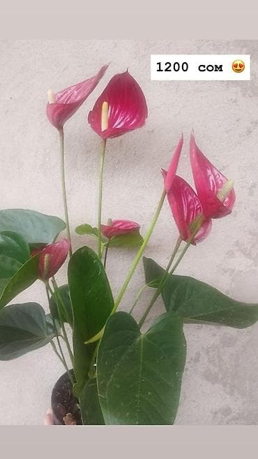 Дом и сад: Комнатные растения в горшках: - Антуриум (красные соцветия, глянцевые — 10