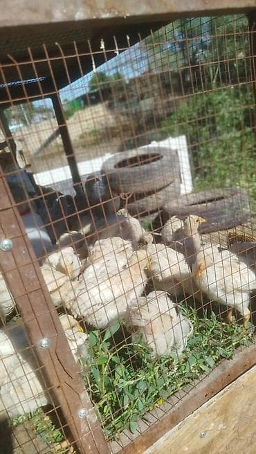 куры домашние цена: Баасы 200сом 1 айлыктар жумуртка эт багытында Алам дегендер келгиле — 3