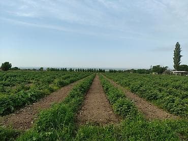 Продажа участков: 150 соток, Для бизнеса, Тех паспорт — 1