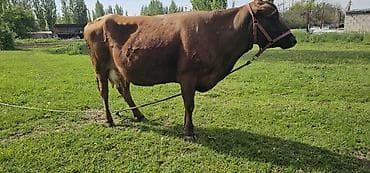 гуси линда: Продаю | Корова (самка), Бык (самец), Тёлка | Алатауская | Для разведения, Для молока | Стельные — 1