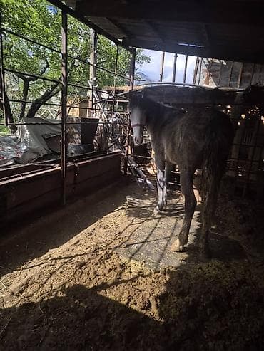 порода комару: Продаю | Кобыла (самка) | Рабочий — 1