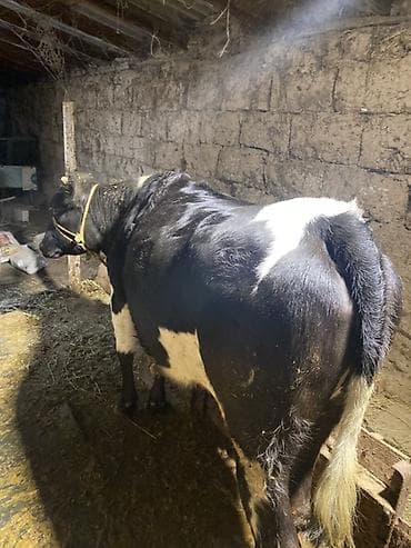 карова дойный: Продаю | Бык (самец) — 2