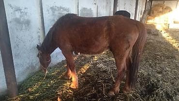 лошади кони: Продаю | Конь (самец) | Рабочий | Мерин — 2