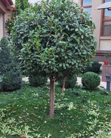 ишу работу охрана: Поссев газон✓ Посадка цветов ✓ Посадка декоративных растений ✓ — 6