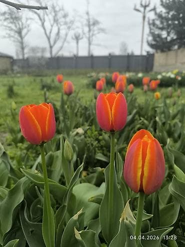 георгины цена: Тюльпаны и нарциссы — срезка к празднику и в подарок.
Цену обсуждаем — 1