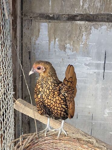 Кошки: Продаю | Куры, Петух — 3