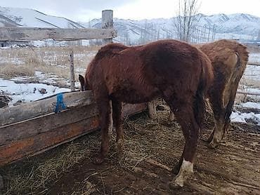 Продаю | Жеребенок | Для разведения