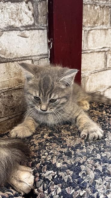 голубая кошка: 2 месяца, Девочка, Серый, Приучена к лотку — 8