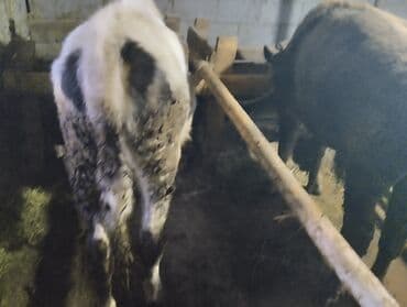 продажа домашних животных: Продаю | Бык (самец) — 4