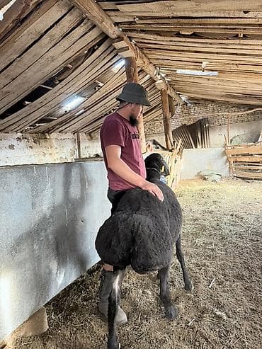 продается кашара: Продаю | Баран (самец) | Гиссарская | Для разведения | Племенные — 3