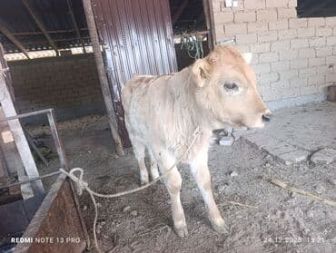 большая кошка: Продаю | Музоо, торпок | На откорм | Привязанные — 3