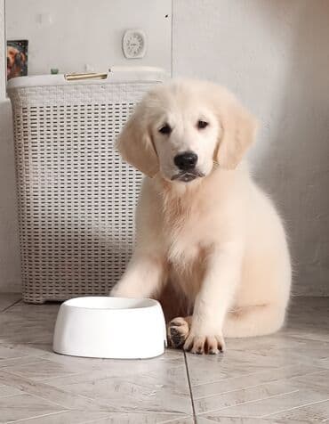 возьму собаку в добрые руки: Ретривер, 3 месяца, Самец, С родословной — 1