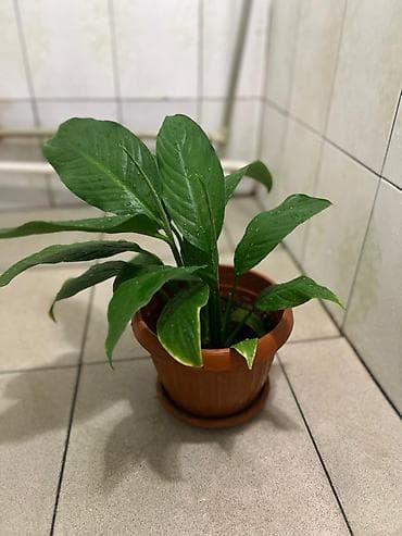 спатифиллум купить: Спатифиллум (Spathiphyllum) в горшке - Вечнозелёное комнатное — 2