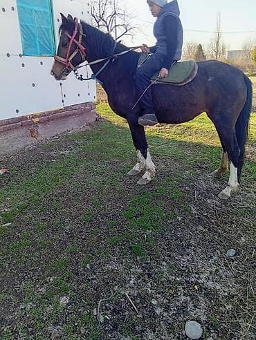 попугай африканский жако: Продаю | Кобыла (самка) — 3