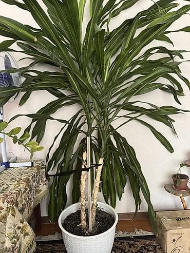 Драцена (вероятно Dracaena fragrans ‘Massangeana’) в крупном напольном — 1
