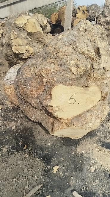 продаю червей: Продаются каповые заготовки из массива лиственной породы (вероятно — 1