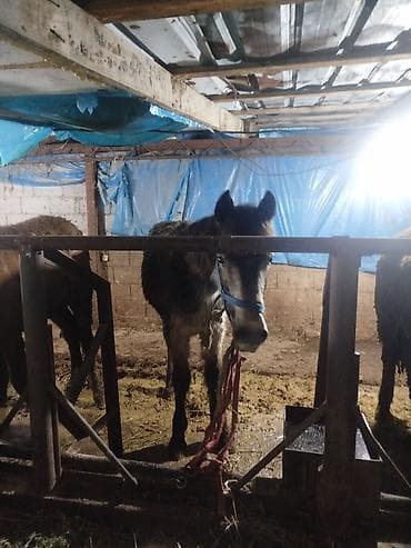 тай лошадь: Продаю | Жеребец | Рабочий — 4