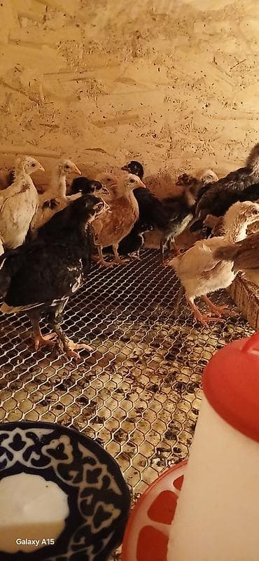 Айыл-чарба жаныбарлары: Сатам | Балапандар | Көбөйтүү үчүн — 4