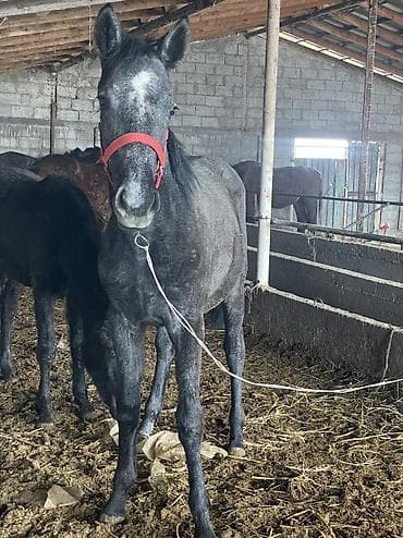 авган кой: Продаю | Жеребенок, Кобыла (самка) | Английская | Для разведения, Для молока, Конный спорт | Племенные — 4