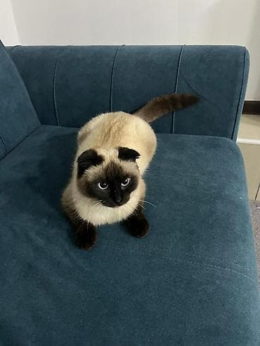 Отдам даром кошку: Парода Скоттиш Фолд Шотландская вислоухая кошка, 5 месяца мальчик — 1