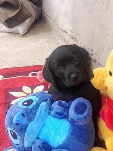 хочу купить щенка немецкой овчарки: Лабрадор-ретривер, 1 месяц, Самец, С родословной — 5