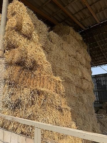 ящик для хранения: Солома в тюках ячмень - Плотно спрессованные тюки, удобные для — 1