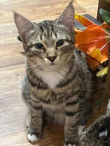 Кошка даром: Беспородная, 3 месяца, Мальчик, Приучена к лотку, Проглистована