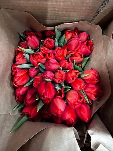 где купить тюльпаны оптом: Тюльпан оптом и в розницу,Тюльпаны срезанные, сортовые, упаковка по — 9