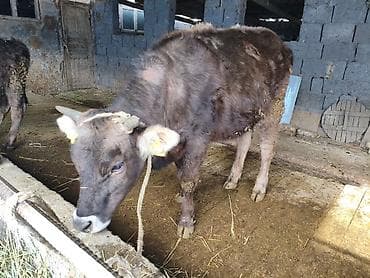 эркек ит: Сатам | Бука (эркек), Кунаажын | Алатоолук | Бордоп семиртүү үчүн, Союуга, Көбөйтүү үчүн | Асыл тукумдуу, Жасалма уруктандырылган — 5