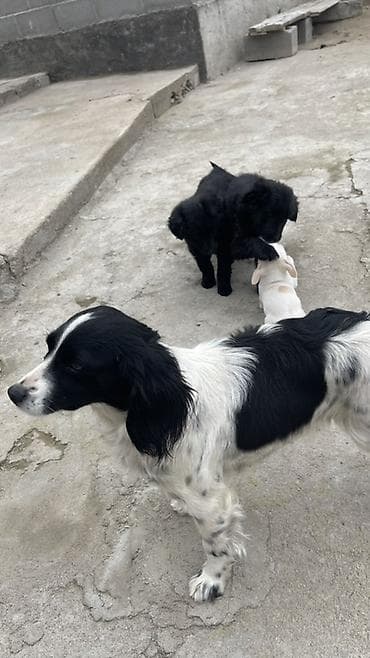 Услуги ветеринара: Собака русский охотничий спаниель, мелкая/средняя, черно-белого окраса — 3