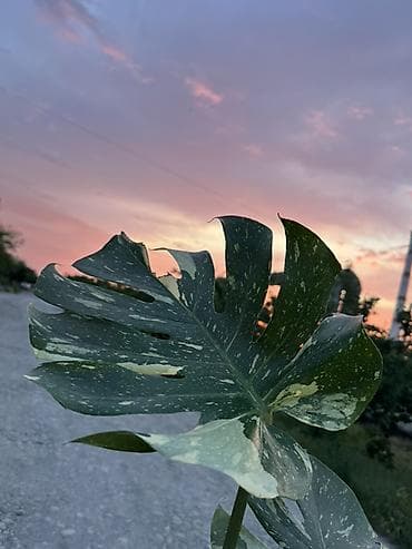 Монстеры: Монстера вариегатная (Monstera deliciosa variegata), взрослый — 2