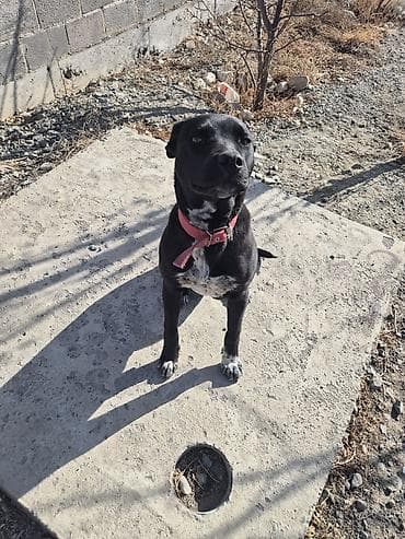 Иттер: Ит бекер берилет: Питбуль, 8 айлык, Эркек, Эмделген — 2