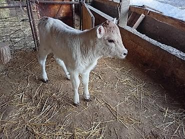 уй сементал: Продаю | Музоо, торпок | На откорм — 1