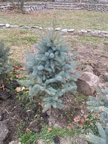 комур цена: Көчөттөр дарактардын: Карагайлар — 4