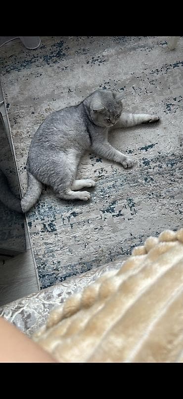 Үй жаныбарлары: Шотландский короткошёрстный кот, окрас серебристый (shaded/silver). - — 2