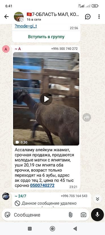 Үй жаныбарлары: Сатам | Ургаачы кой (ургаачы) | Көбөйтүү үчүн | Ургаачы — 2