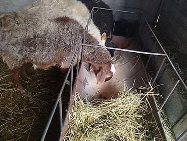 док собака: Продаю | Баран (самец) — 4