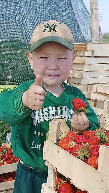 туникафон бишкек цена: Клубника кочот Клери Альба Априка Азия Кулпунай кочотуно заказ алабыз — 6