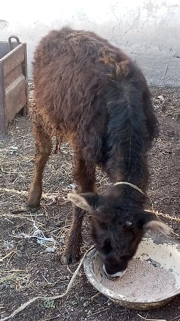 коровы шопоков: Продаю | Тёлка — 5