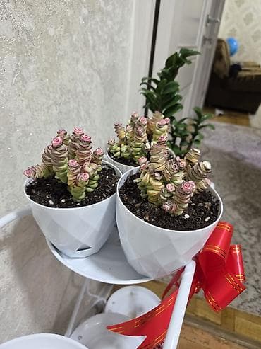 Набор декоративных композиций из кактусов в керамических кашпо. Что — 9